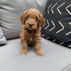 Todd/Mini Goldendoodle									Puppy/Male	/6 Weeks,Todd is rust colored, flat coat-male ready for some adventure! He is raised inside our home but loves to be outside to play ball with our kids and wrestle with his siblings! Todd is quiet by nature but loves to explore around the farm!