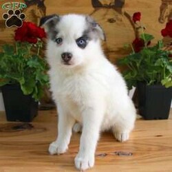 Lucas/Pomsky									Puppy/Male	/11 Weeks,Take a look at this precious Pomsky puppy who is spunky and sweet! This adorable puppy is up to date on shots and dewormer and vet checked! The breeder has well socialized each puppy to make sure they will smoothly transition to your home. If you are looking for a loving pup to adopt contact the breeder today! 