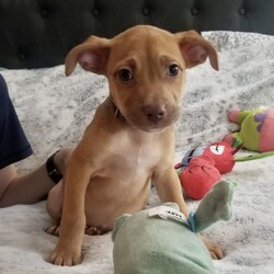 Adopt a dog:Mason/Terrier/Male/Baby,Mason is a 2 month old, 6.3 lb. sweet, loving terrier mix. He is expected to be around 35-40 lbs once he is full grown. He is smart, shy and playful. He is so loving and will crawl right into your lap and flop upside down for belly rubs. He can't get enough stuffed toys to play with and loves digging through the puppy toy box to find his favorite ones. 

Mason is low to medium energy, so he will require daily walks and outside playtime. He would do well with in a laid back, low energy household with a semi-active family that enjoys hiking and going on outdoor adventures, then snuggling up on the couch for cuddle time after.

Mason is dog, cat, and kid friendly. He would do great in a home with kids of any age that he can cuddle and play with. He is very gentle and submissive, and he would fit in great with existing pets in the home. He would also be just fine being the only fur-child as long as he has plenty of time to spend with his human snuggling and playing. 

Mason is kennel trained, and he is currently working on potty training and leash training. He is picking up on potty training quickly and is both food and praise motivated. His ideal home environment would be a house with a fenced in backyard, but he would do well in an apartment, townhouse or condo as long as he gets daily exercise and has a human that is home with him majority of the day to continue his potty training. 

If you are interested in adopting Mason, please fill out an application at: https://www.loveandpuppypawsdogrescue.com/adoption-application. 

Mason is in a foster home in South Texas and will be transported once adopted. Due to his age and size, he will not be neutered before he heads to his forever home. There is a $200 spay/neuter deposit required that is fully refundable once the procedure is completed. He cannot be adopted in Canada at this time.

TRANSPORT: Currently we have monthly transports. It will be up to the adoptive family to meet the transport to pick up your new family member. Please be advised that our dogs are adopted to their forever families prior to being transported. Unfortunately at this time, we cannot bring dogs for a typical meet and greet situation, due to the extensiveness of the transport distance and it being unfair for the dogs who are not adopted to have to make the trip back.

Please be advised that applications are reviewed in the order that they are received. To ensure we are honoring the dogs that we have committed to helping, we do have policies and procedures in place that we follow when reviewing adoption applications. LAPP Dog Rescue is ran 100% by volunteers, so please be mindful that when you submit an application that it can take a few days to be reviewed. Submitting an application is not a confirmation that the adoption will be approved/completed. Before submitting the application, please read the FULL description on PetFinder describing the dog's personality, energy level, housing requirements and our policy on meet and greets.

The total cost to adopt is $830, which includes a $400 adoption fee, $230 transport fee, and a $200 refundable deposit. The adoption fee includes all age appropriate vaccinations, microchip, flea/tick/heartworm prevention, dewormer, and health certificate from a licensed veterinarian.
