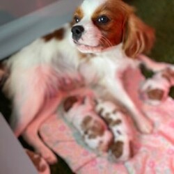 Ginger/Cavalier King Charles Spaniel									Puppy/Female	/6 Weeks,Meet Ginger, absolute sweetheart, she loves life and can have a party all by herself . Is the dominant one in the litter , loves getting outside romping in the grass  and exploring. She is up to date on vaccines and deworming,is microchipped and  will be vet checked . Call/text Ruby to make this sweetheart yours . 