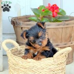 Max/Yorkie									Puppy/Male	/9 Weeks,Meet Max, a spirited and sweet Yorkie puppy who is great with kids! This bouncy little guy is being raised in a family with children so that he’ll be a great fit for any home. Vet checked and up to date on shots and de-wormer, Max also has a 30 day health guarantee provided by the breeders. This peppy pup will definitely steal your heart! To arrange a visit to meet Max, please call Mervin and Sadie today!
