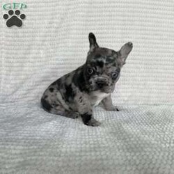 Jax/French Bulldog									Puppy/Male	/6 Weeks,Meet Jax, he is very playfull and full of energy. He will be sure to win your heart. Please contact us for more info to make him a part of your family 