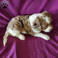 Cenzie/Cavapoo									Puppy/Female	/8 Weeks,Cenzie is a very lively puppy, just like her mama. Her dad is a chocolate  cavalier  and mom is a mini poodle. She has a rare chocolate  merle coat, plus blue eyes, and a very wavy poodle curl to her coat. Please see my video below.