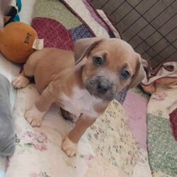 Adopt a dog:Rock Da Casbah /Mixed Breed/Male/Baby,This is Rock da Casbah he is 8 weeks old, weighs 9lbs and is ready for a home of his own. He is very very sweet, and he is always wagging his little nubby tail. Casbah loves to snuggle up in your lap chill out and be chunky. He is interested in toys, loves to give kisses, and likes to play with other dogs. He is a pretty laid back guy but knows how to party. He has not yet met a cat but this age they figure out pretty quickly who is in charge, when establishing that relationship. Casbah would do best in a home with gentle respectful children of any age. Puppies have 2 dappv vaccines, they must return to UCC for core vaccine completion(3 shots over 5 weeks), and spay and neuter when of age, which is included in the adoption fee.
UCC offers discounted after adoption support for our adopted alumni such as: Dog boarding, Day Care and Lower cost weekly wellness and Vaccine Clinic!! Now offering access to our Dog Park currently under construction. Please again read through our website prior to the application for information on adoption fees, who were are what we do and how you can help!!! We will reach out via email only for application approval and appointment times. PLEASE CHECK YOUR SPAM BOX FOR APPLICATION RESPONSE!!!!!! Follow us on Facebook for daily adoption and organization event updates!!!! https://www.facebook.com/UlsterCountyCanines845
Instagram @UlsterCountyCanine