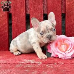 Dazzy/French Bulldog									Puppy/Female	/8 Weeks, Dazzy is a beautiful lilac tan Merle fluffy carrier Akc registered French bulldog puppy! Carries testable Isabella chocolate no brindle! Super good quality! Family raised and well socialized! Up to date with all shots and dewormings! Comes with a health guarantee! Delivery available! Contact us today to get your new family member!