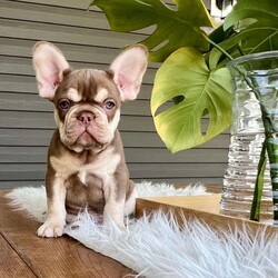 Maverick/French Bulldog									Puppy/Male	/11 Weeks