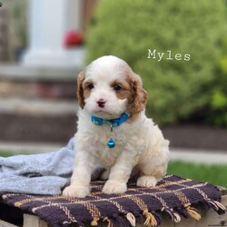Myles/Cavapoo									Puppy/Male	/5 Weeks