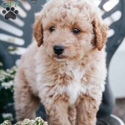 Beauty/Mini Goldendoodle									Puppy/Male	/7 Weeks,Meet our sweet mini goldendoodle, second generation, meaning they will not shed. They will steal your heart with their adorable curls and loving , gentle personality. Call Nancy today to discuss adoption details. 