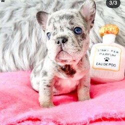 Tupac/French Bulldog									Puppy/Male	/6 Weeks,This blue merle with tan points is available in 2 weeks to go home!  He has a sweet calm demeanor and loves to give kisses!  Attached is his award winning grandfather and father pictures.