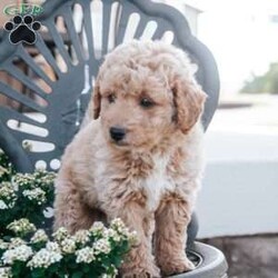 Beauty/Mini Goldendoodle									Puppy/Male	/7 Weeks,Meet our sweet mini goldendoodle, second generation, meaning they will not shed. They will steal your heart with their adorable curls and loving , gentle personality. Call Nancy today to discuss adoption details. 