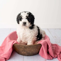 Madison- F1B/Mini Bernedoodle									Puppy/Female	/1051 Weeks