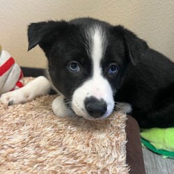 Adopt a dog:me/Mixed Breed/Male/Baby,We are currently accepting applications for our Chocolate Bar Litter! 
Twix, Hershey, Reese, Butterfinger, Milky Way, and Snickers are mixed breed puppies that are searching for their forever home!