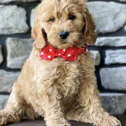 Marlo/Mini Goldendoodle									Puppy/Male	/9 Weeks,To contact the breeder about this puppy, click on the “View Breeder Info” tab above.