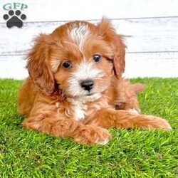 Josie/Cavapoo									Puppy/Female	/9 Weeks,Hi my name is Josie. I’m a fun loving Cavapoo. I love to cuddle and play. I have been family raised with children and socialized. I am vet checked and up to date on all vaccines and de-wormer. I come with a one year genetic health guarantee. If you would like anymore pictures or a video please call or text Aaron. We can also FaceTime! 