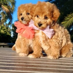 Puppy 8 weeks old toypoodle cross Maltese (moodle)/Poodle (Toy)//Younger Than Six Months,Hi there 