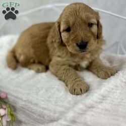 Boston/Mini Goldendoodle									Puppy/Male	/4 Weeks,This sweet guy is an f1 mini goldendoodle ! He will come pre loved and spoiled, ready to be your new best friend. We expect him to be around 30-40 lbs full grown. All of our puppies will be health checked, current on vaccines and de wormer, and micro chipped.Feel free to call or text me with any questions and if you would like I can set up a facetime.We do not take personal checks or cashier checks. We arrange any and all shipping and are able to get you a quote if you cannot pick up locally.