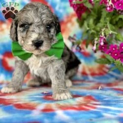 Jax/Mini Goldendoodle									Puppy/Male	/4 Weeks,Beautiful merle puppy in search of a furever family, come out today to meet in person, hypoallergenic and non shedding….also delivery is an option, air/ground, call or text also for a delivery quote, vet checked and vaccinated, dewormed, one year health guarantee