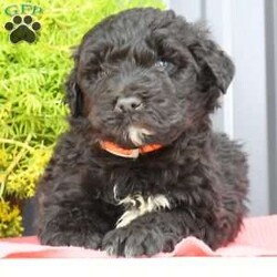 Rocky/Portuguese Water Dog									Puppy/Male	/7 Weeks,Rocky is a cute, healthy Portuguese Water Dog puppy, that loves to play. He also enjoys bath time. He is up to date on his shots and dewormers. His Mom is genetic tested and weighs approx 60-65 lb. Come have a visit with Rocky or call Jr or Joann if you have any questions. Shipping is available. 