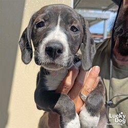 Adopt a dog:Cashew/Beagle/Female/Baby,am a puppy, not a nut! CASHEW NEEDS A FOSTER OR FOREVER HOME!!!!

Name: Cashew Best Guess for Breed: Beagle/Terrier Mix

Best Guess for Age: 11 weeks as of 6/5 SEX: Female

Estimated Weight (puppies' weights change quickly!): 14 lbs as of 6/5

Gets Along With: Most puppies are in the prime of their socialization window and will do well with other dogs, cats and kids so long as they receive patience and proper training.

Currently Living at: South Carolina shelter; needs DC area foster or forever home!

Special Adoption Considerations: Puppies under 6 months of age need to have multiple potty breaks/exercise throughout the day. Potential adopters with a standard 8-hour workday must be willing to make arrangements to meet the needs of their puppy.
Cashew is Looking For: Heya, Hiya! I'm Cashew and I'm ready to be your forever friend! My siblings, Cara, Cedar, and Cinnamon, have loved rolling around in a very cute puppy pile, but I'm ready to pack my puppy suitcase and go out on my own. I'd like to request a family that will give me lots of belly and ear rubs (my ears are divine after all) and toys, treats, and more toys! When I'm a little bit older, I'd love to explore my new neighborhood on lots of silly puppy walks. Of course, I'll definitely want to meet lots of other dogs and people along the way so I grow up to be a well socialized pup. I know that's important. What do you say? Am I the cutie for you?

What My Foster Says About Me: Coming soon!

Puppy Vetting Requirements: Lucky Puppies have had their age appropriate vaccines, but may not yet be 