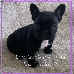 Bear./French Bulldog									Puppy/Male	/6 Weeks