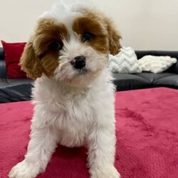 Gorgeous Cavoodle puppies/Poodle (Toy)//Younger Than Six Months,We encourage you read the full advertisement prior to your inquiryLeave a phone number and the number of the puppy you are interested in via messageAVAILABLE NOW for their new homesPuppies are Not negotiable.Litter born on the 03/04/23 ready nowThey are Toy CavoodlesWill be around 5-6 kg at adulthoodPic 1 and 2 femalePic 3 and 4 FemalePic 5 and 6 FemalePic 7 and 8 maleCavoodles are a designer breed which is a cross between a poodle and a King Charles cavalier spaniel .These puppies are hypoallergenic and are low shedding hence great for you people that suffer from allergies .These pups are very suited to an apartment life style provided they are exercised .These puppies have beenVet checkedMicrochippedWormedAnd are not desexed but we highly encourage you to do soWe can recommend our Vet that works with us for the best rates and safest procedures .Puppies prices are not negotiableAnd serious inquires are urged no tyre kickers please.Leave your name and number via gumtree and I will get back to you .We are registers with Rpb 2116Microchips of available puppies991001004760001991001004760023Similar size to Moodle , poodle , Maltese and shihtzu