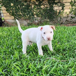 Adopt a dog:Trinity/Bull Terrier/Female/Baby,Trinity is a 2.5 month old Bull Terrier / Pit Bull Terrier mix that is estimated to be between 40-45 lbs once she is full grown. She is curious, observant, and playful. She is super affectionate, and loves to give lots of love and gets lots of love. She loves to be picked up and snuggled like a baby, and takes every opportunity to cuddle up with her human. The resident dogs also love hanging out with her because she is a great snuggler with them, too. She is the smaller of her siblings, but she can hold her own against her big brothers. She likes to sit back and watch everyone play, then finds a toy to take to one of her siblings to play tug-o-war with her. 

Trinity is low to medium energy. She is pretty laid back with short bursts of puppy energy that can easily be burned with a game of tug-o-war or chasing tennis balls in the backyard. Once she gets older, she will be a great companion to take on hikes in nature and walks in the neighborhood because she loves seeing new things and exploring. She is the type of girl who is up for whatever her human is, so if you want a lazy day cuddling on the couch or going on outdoor adventures, she will be perfectly happy doing whatever you want to do. 

Trinity is good with kids, cats, and dogs. She is such a sweet girl that loves everyone she meets. She is great around other dogs and loves to snuggle up with them and give them sweet puppy kisses. She is not overwhelming with her greetings when meeting new dogs so she has been a big hit with the older resident dogs in her foster home. She currently has cats in her foster home, and she ignores the cats because they made it clear to her that they do not want to be friends with her. She would be a great pup for kids of all ages and would love to have kids in the home who want to play fetch with a ball or tug-o-war with her. 

Trinity is kennel trained with a playpen, and she is currently working on potty training and leash training. She is picking up on potty training quickly now that she has figured out how to use the doggy door. Her ideal home environment would be a house with a fenced in backyard, but she would do well in an apartment, townhouse or condo as long as she gets daily exercise and has a human that is committed to taking her out multiple times per day to continue her potty training. 

If you are interested in adopting Trinity, please fill out an application at: https://www.loveandpuppypawsdogrescue.com/adoption-application. 

Trinity is in a foster home in South Texas and will be transported once adopted. Due to her age and size, she will not be spayed before she heads to her forever home. There is a $200 spay/neuter deposit required that is fully refundable once the procedure is completed. She cannot be adopted in Canada at this time.

TRANSPORT: Currently we have monthly transports. It will be up to the adoptive family to meet the transport to pick up your new family member. Please be advised that our dogs are adopted to their forever families prior to being transported. Unfortunately at this time, we cannot bring dogs for a typical meet and greet situation, due to the extensiveness of the transport distance and it being unfair for the dogs who are not adopted to have to make the trip back.

Please be advised that applications are reviewed in the order that they are received. To ensure we are honoring the dogs that we have committed to helping, we do have policies and procedures in place that we follow when reviewing adoption applications. LAPP Dog Rescue is ran 100% by volunteers, so please be mindful that when you submit an application that it can take a few days to be reviewed. Submitting an application is not a confirmation that the adoption will be approved/completed. Before submitting the application, please read the FULL description on PetFinder describing the dog's personality, energy level, housing requirements and our policy on meet and greets.

The total cost to adopt is $830, which includes a $400 adoption fee, $230 transport fee, and a $200 refundable deposit. The adoption fee includes all age appropriate vaccinations, microchip, flea/tick/heartworm prevention, dewormer, and health certificate from a licensed veterinarian.