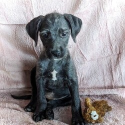 Adopt a dog:Fuzzy/Standard Poodle/Female/Baby,Introducing a sweet girl who's looking for her forever home - meet Fuzzy! Born on Feb 10, 2023, she is a darling mixed breed pup with lots of love to give. Her mama is a purebred standard poodle, while her dad is either a pit bull or a chihuahua/yorkie mix, making her a unique combination.

Fuzzy is a fantastic playmate for other dogs, but she truly shines when she snuggles up with her humans. She's a people-oriented pup who loves to give kisses, cuddle, and play. However, because she's teething, it's best for her to be placed with older children who understand that she may become nippy when she's playful.

As for her future size, she'll probably end up weighing between 40-50 pounds when she's fully grown. However, no matter her size, this furry friend is sure to bring lots of love and joy to her future home. 

Could you be the one to provide her with a loving forever home? Complete your adoption application at erinregananimalsanctuary.com, then contact us to schedule a virtual meet and greet through video chat! Fuzzy is located in Mississippi but is scheduled to be transported to PA on June 10th provided she has a foster or adopter approved by June 8th. 