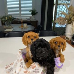 Cavoodle & King Charles Cavalier Pups/King Charles Spaniel//Younger Than Six Months,Claremont Meadows (near Penrith)1 x F1 (1st Generation) Cavoodle Puppies2 x King Charles Cavalier puppies$1,800 - $2,000 eachCavoodles - Dad is a black & tan King Charles Cavalier, mum is a cream Toy Poodle (DNA tested 100% clear), raised indoors and outdoors around children and other pets.King Charles Cavalier - Father is black & tan and mother is blenheim both King Charles Cavaliers, raised indoors and outdoors around children and other pets.Puppies have been vet checked, vaccinated, microchipped, wormed every 2 weeks from birthCavoodles - Born on 23/03/2023, ready for their new home from 18/05/2023King Charles Cavalier - Born on 26/03/2023, ready for their new home from 21/05/2023Feel free to come and view the pups and parents but no time wasters pleaseEach puppy comes with a puppy packNon-refundable deposit of $500Cavoodle - 1 x black female - microchip #991003002174733 Umbilical hernia - $1,800King Charles Cavalier - 1 x ruby female - microchip #991003002174725 (light pink collar)King Charles Cavalier - 1 x ruby male - microchip #991003002174726 (light blue collar)Phone Shelley ******** 162 REVEAL_DETAILS Please call as emails are not always monitoredRegistered Breeder Bin #: B000613161