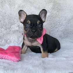 Nova/French Bulldog									Puppy/Female	/6 Weeks,Meet nova! She is a tiny little girl with a big personality!!  She loves kids and does great with them! She is up to date on all her vaccinations and will come with a 1 year health guarantee. She has outstanding bloodlines daddy is a new shade merle , and momma is a beautiful black and tan Frenchie. All of our babies will come with AKC registration(limited breeding rights) for more info on this darling little girl call or text me anytime!! My name is LeAnna! 