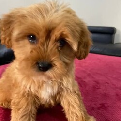 Gorgeous Cavoodle puppies/Poodle (Toy)//Younger Than Six Months,We encourage you read the full advertisement prior to your inquiryLeave a phone number and the number of the puppy you are interested in via messageAVAILABLE NOW for their new homesPuppies are Not negotiable.Litter born on the 03/04/23 ready nowThey are Toy CavoodlesWill be around 5-6 kg at adulthoodPic 1 and 2 femalePic 3 and 4 FemalePic 5 and 6 FemalePic 7 and 8 maleCavoodles are a designer breed which is a cross between a poodle and a King Charles cavalier spaniel .These puppies are hypoallergenic and are low shedding hence great for you people that suffer from allergies .These pups are very suited to an apartment life style provided they are exercised .These puppies have beenVet checkedMicrochippedWormedAnd are not desexed but we highly encourage you to do soWe can recommend our Vet that works with us for the best rates and safest procedures .Puppies prices are not negotiableAnd serious inquires are urged no tyre kickers please.Leave your name and number via gumtree and I will get back to you .We are registers with Rpb 2116Microchips of available puppies991001004760001991001004760023Similar size to Moodle , poodle , Maltese and shihtzu