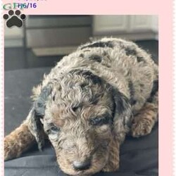 Sapphire/Aussiedoodle									Puppy/Female	/6 Weeks,Sapphire is a gorgeous 3 colors phantom she is calm very chilled and loves to be Carried f1b