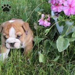 Ellie/English Bulldog									Puppy/Female	/5 Weeks,Meet Ellie!Get ready to fall in love with this affectionate bulldog puppy.This sweet girl is family raised with children and well socialized. Also the puppy is vet checked, up to date on shots ,and wormer. We provide a 90 day health guarantee.If you are interested in getting to know this energetic pup, please reach out to Delmar today!
