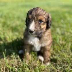 Whopper/Aussiedoodle									Puppy/Male	/5 Weeks