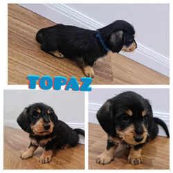 Adopt a dog:Available NOW - Mini Dachshund - Wirey & Smooth/Dachshund//Younger Than Six Months,4 Miniature Dachshunds (3 Males, 1 Females) for sale from single litter. Available from 22nd May 2023. Inspections, additional photos and videos all available on request.Puppy 1 Male - Onyx: Black & Tan w/ White Flecks - WireyPuppy 2 Male - Topaz: Black & Tan w/ White Flecks - WireyPuppy 3 Female - Emerald: Black & Tan w/ White Flecks - WireySOLD - Puppy 4 Male - Tiger: Shaded Red - Smooth CoatAll puppies are wormed, microchipped and vaccinated.Mother & Father both up to date on all vaccinations and worming.Mother is Wheaten Wirey and Father is Smooth Black & Tan.