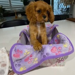 Cavoodle & King Charles Cavalier Pups/King Charles Spaniel//Younger Than Six Months,Claremont Meadows (near Penrith)1 x F1 (1st Generation) Cavoodle Puppies2 x King Charles Cavalier puppies$1,800 - $2,000 eachCavoodles - Dad is a black & tan King Charles Cavalier, mum is a cream Toy Poodle (DNA tested 100% clear), raised indoors and outdoors around children and other pets.King Charles Cavalier - Father is black & tan and mother is blenheim both King Charles Cavaliers, raised indoors and outdoors around children and other pets.Puppies have been vet checked, vaccinated, microchipped, wormed every 2 weeks from birthCavoodles - Born on 23/03/2023, ready for their new home from 18/05/2023King Charles Cavalier - Born on 26/03/2023, ready for their new home from 21/05/2023Feel free to come and view the pups and parents but no time wasters pleaseEach puppy comes with a puppy packNon-refundable deposit of $500Cavoodle - 1 x black female - microchip #991003002174733 Umbilical hernia - $1,800King Charles Cavalier - 1 x ruby female - microchip #991003002174725 (light pink collar)King Charles Cavalier - 1 x ruby male - microchip #991003002174726 (light blue collar)Phone Shelley ******** 162 REVEAL_DETAILS Please call as emails are not always monitoredRegistered Breeder Bin #: B000613161