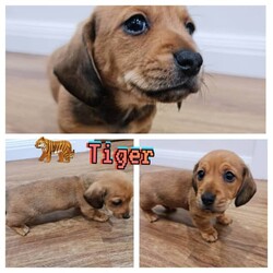 Adopt a dog:Available NOW - Mini Dachshund - Wirey & Smooth/Dachshund//Younger Than Six Months,4 Miniature Dachshunds (3 Males, 1 Females) for sale from single litter. Available from 22nd May 2023. Inspections, additional photos and videos all available on request.Puppy 1 Male - Onyx: Black & Tan w/ White Flecks - WireyPuppy 2 Male - Topaz: Black & Tan w/ White Flecks - WireyPuppy 3 Female - Emerald: Black & Tan w/ White Flecks - WireySOLD - Puppy 4 Male - Tiger: Shaded Red - Smooth CoatAll puppies are wormed, microchipped and vaccinated.Mother & Father both up to date on all vaccinations and worming.Mother is Wheaten Wirey and Father is Smooth Black & Tan.