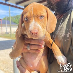 Adopt a dog:Cara/Beagle/Female/Baby,am a puppy, not a nut! CARA NEEDS A FOSTER OR FOREVER HOME!!!!

Name: Cara Best Guess for Breed: Beagle/Terrier Mix

Best Guess for Age: 11 weeks as of 6/5 SEX: Female

Estimated Weight (puppies' weights change quickly!): 13.4 lbs as of 6/5

Gets Along With: Most puppies are in the prime of their socialization window and will do well with other dogs, cats and kids so long as they receive patience and proper training.

Currently Living at: South Carolina shelter; needs DC area foster or forever home!

Special Adoption Considerations: Puppies under 6 months of age need to have multiple potty breaks/exercise throughout the day. Potential adopters with a standard 8-hour workday must be willing to make arrangements to meet the needs of their puppy.
Cara is Looking For: Heya, Hiya! I'm Cara and I'm ready to be your forever friend! My siblings, Cedar, Cashew, and Cinnamon, have loved rolling around in a very cute puppy pile, but I'm ready to pack my puppy suitcase and go out on my own. I'd like to request a family that will give me lots of belly and ear rubs (my ears are divine after all) and toys, treats, and more toys! When I'm a little bit older, I'd love to explore my new neighborhood on lots of silly puppy walks. Of course, I'll definitely want to meet lots of other dogs and people along the way so I grow up to be a well socialized pup. I know that's important. What do you say? Am I the cutie for you?

What My Foster Says About Me: Coming soon!

Puppy Vetting Requirements: Lucky Puppies have had their age appropriate vaccines, but may not yet be 