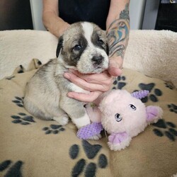 Adopt a dog:7 week old Spanish mastiff puppies ready in 3 weeks ***/Spanish mastiff/Mixed Litter/8 weeks,UPDATE!!!!!  ALL THE BOYS HAVE HOMES.....We have 10 lovely Spanish mastiff puppies currently 7 weeks old ready In 3 weeks time.

Being on the mastiff breed these puppies are going to be big dogs when fully grown ... mum and dad can be seen in the last 2 photos.

We do have mum and dad with us.

6 x girls £250 each
4 x boys £200 each
Available

All puppies have already started litter training which they have become very good with.

Viewings welcome will have their first vaccinations, fleaed and wormed

Please contact me ... first come first served basis ... deposit will have to be left to reserve your puppy ??