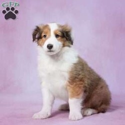 Pancy/Sheltie									Puppy/Female	/9 Weeks,Introducing Pancy, an AKC registered Shetland Sheepdog puppy ready for a loving home. With her vibrant eyes and stunning coat, she is a delightful bundle of joy. Pancy is intelligent, active, and eager to please. She has received proper care, socialization, and vaccinations. Don’t miss the chance to bring this loving and loyal companion into your life.