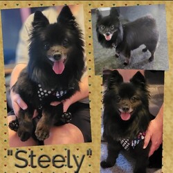 Adopt a dog:Steely/Pomeranian/Male/Adult,You can fill out an adoption application online on our official website.Steely is searching for his perfect home! This 7(we think) year old 14-pound boy is healthy, but he does have quirks. Not much is known about his background, but we know his history since March 2023. He was sent to a Pittsburgh shelter for emergency boarding. After 2 months with nobody coming back to get him or return calls, he was abandoned in the shelter. That's when we were contacted. Shelter life was not good to him, and he was starting to act out and become aggressive to the staff and other dogs. Steely is easily excitable so we started medication to help him level out. After a month with his foster family, he has started to calm down, not be so reactive, and learn how to be a loved house dog. He needs a patient parent who will help build his confidence and not force anything on him. He does not like surprise sudden movements towards him, which has caused him to lash out. He responds well to praise and high value treats, but it has taken him time to warm up to new people and settle into a new environment. Steely is house trained to go on the pee pads, crate trained at night, rides well in a car, loves his chewies, and eats very well. He is great on a leash and will walk by your side. Despite his anxiety, he is good with grooming and tolerates vet visits. He does not like large dogs! He does OK with other dogs his size and smaller, but we think he will be best suited as the only dog in the house. He loves to have all of the attention on him, and will sit in your lap for pets. He can get a little nippy if he feels like you're not paying enough attention. Because of this, Steely cannot go to a home with children and would do best in a home that will continue to work with him and help him be the best boy he can be. Once Steely settles in, recognizes you, and trusts you, he will be your constant companion.
To adopt Steely, please complete an adoption application at peacelovepoms.rescuegroups.org. The $350 adoption donation includes core vaccines (Rabies, Parvo/Distemper, and Bordatella), Accuplex (Heart worm and Lyme test), fecal, microchip, bloodwork, neuter, dental, and all the love you can handle!