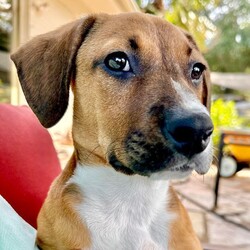 Adopt a dog:Oleander /Beagle/Female/Baby,Oleander is a 3-month-old, 15 lb female, beagle/hound mix.
Oleander is currently located in South Texas and will be transported. 
Hello! My name is Oleander. I am still a puppy so I get burst of energy throughout the day. I do have my down times when I enjoy laying on the kitchen rug and watching my foster mom cook. I'm such a good dog. Even though I am a puppy, I haven't destroyed a single item in my foster home or yard. My foster mom says I'm a very smart pup and a quick learner. I'm getting the hang of potty training and working on crate training. I have a foster sibling that's a cat. I like her but she likes her space, so I keep my distance. I like to think I am a lot of fun and I'm looking forward to bring some of that fun and joy into your family. 

Our organization only adopts within the United States.

Faith and Hope is a multi-state rescue with locations in Texas, Washington, Oregon, Maryland, and Connecticut. All dogs and cats are rescued from the state of Texas to be transported to Washington, Oregon, Connecticut and Maryland with placement in their adoptive family’s homes. Our $700 adoption fee includes all core vaccinations (DHPP, rabies, spay/neuter, microchip and transportation)

If interested in learning more, please email us at faithandhopeadoptions@gmail.com or fill out our online application.

https://www.faithandhopefoundation.org/adoptionapp

If interested in learning more about our adoptable dogs, cats and adoption process, or our foster home program, please contact us at above email.

Due to the number of requests that we receive on our cats, kittens, puppies and dogs, please be advised that all adoption applications are processed in the order received. Once we send you an application, your place in line does not get reserved until your application is returned to us.