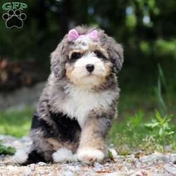 Karo/Mini Bernedoodle									Puppy/Female	/9 Weeks,Say hello to baby Karo! She is the epitome of cuteness. Karo is a beautiful Mini Bernedoodle. This darling bundle of vivacious energy will keep you on your toes with her outgoing personality and adorable puppy antics. With hair as soft as silk and a tendency to snuggle, she can also be the best nap buddy. If you are searching for a companion for many adventures, you have found the one. Karo has excellent conformation and will grow to be a big teddy bear. 