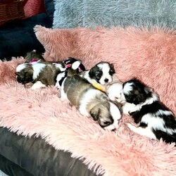 Maltese Shih Tzu Puppies for Sale /Shih Tzu//Younger Than Six Months,Our gorgeous Maltese Shih Tzu Puppies are soon ready in 3 weeks to go to their everlasting loving homes. Born 17th May.Not only are they adorable, they are super loving, playful and gentle too!They have been hand raised at home and have so much love to give.Our fur babies are hypoallergenic and loop non shedding which makes them perfect for any sensitive family members.In 3 weeks already toilet trained on mats and also will be taught how to use doggy door by the time they ready to go to their forever homes.3 Girls4 Boys ( 1 sold)Pups comes with> Vet Check>Microchipped>First Vaccination>Wormed (2,4,6,8 Weeks)>Puppy PackBoth Parents are Maltese Shih Tzu and both are Orivet tested and DNA Cleared.Last photo are the parents.Available upon Viewing.We will only consider loving homes. puppies will be ready to rehome in 8 weeks which is 12th July.Please contact on ******8874. REVEAL_DETAILS RPBA 5411