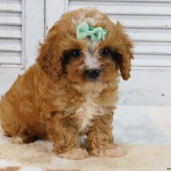 Bella/Cavapoo									Puppy/Female	/8 Weeks,Meet Bella, This little cutie is very playful and loves kids. She love attention and will bring joy and happiness to your home! She is vet checked and UTD on all shots and dewormed and comes with all the paperwork. Any additional questions contact James! For more info visit the website: ridgeviewfamilypets.com  