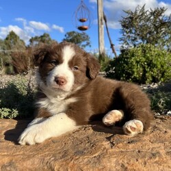 Adopt a dog:Border Collie Puppies/Border Collie//Younger Than Six Months,5 beautiful Border Collie puppies for sale - 3 chocolate and white bitches, 1 chocolate merle bitch and 1 tri black/brown/white male, medium to long hair.All have been wormed/vaccinated, they have beautiful temperaments and have been well handled since birth.Ready to go to their new homes in 1.5 weeks, delivery within 2 hours of Mansfield can be arranged.
