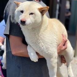 Adopt a dog: White Lytnen/Shiba Inu/Female/Adult,Welcome sweet 6yo White Lytnen to Final Victory Rescue. Shiba Inu, Lytenen, is just one of a large and wonderful group of pups rescued from a life as caged breeder dogs. These deserving pups are going to be a bit shy at first as they get accustomed to the good life as a loved family pet. Patience required but so rewarding! She is a cool customer with adorable foxy features! She is a good girl! All FVAR pups are available with the option of foster to adopt to make sure both adopter and pup are meant for each other!   

If you think White Lytnen is right for your family please fill out the adoption application FIRST at finalvictoryrescue.com. We process applications FAST! 

Direct all questions to fvarinfo@gmail.com. All pups originate in SC where they are rescued. Virtual meet and greets provided when apps are submitted. We transport weekly to the NE states and transport fees are included in the adoption fee. Please check us out on social media!!!
https://www.facebook.com/finalvictoryrescue
https://www.facebook.com/groups/545137780510207