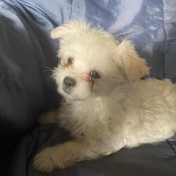 Maltese Shitzu/Shih Tzu//Younger Than Six Months,Maltese Shitzu puppies for sale are currently 10 weeks old. All have been vet checked microchipped and had their first vaccination and worming these little guys have been loved in our home 3 females 1 male must go to loving homes