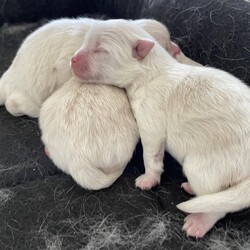 Beautiful litter of Pomeranian puppies/Pomeranian/Mixed Litter/4 weeks,Viewings now being taken for a Beautiful litter of 4 Pomeranian puppies , 1 male and 3 females , dad to
The puppies is stunning and from the well known kennels THE WORLD OF KING CHI MEI OF CHIAO LI YA and is pure white as shown in the photos . Both mum and dad to the puppies have a fantastic temperament . Puppies will be  ready to go from 10 weeks and will be fully wormed Upto date , microchipped and vet checked , a  non refundable £250 deposit will secure your chosen puppy  , I will send regular photos and updates and your more than welcome to visit as many times as you like before pup is ready to leave.  for more information please do not hesitate to contact me regards .