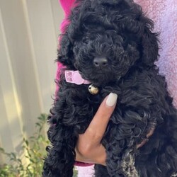 1st gen Purebred toy poodle in beautiful pure black color/Poodle (Toy)//Younger Than Six Months,All puppies born in 6th of May 2023. Dad teddy bear weight around 3kg and Mum back color weight around 3.5kgAll puppies born in a loving home and excellent mom . These puppies have been well love and care from birth .These puppies have toilet training on pad inside and outside on grass, regular exercise.They will be ready to go to their forever home from 24th of June 2023. Puppies will be wormed at 2,4,6 and 8 weeks, vet check, and vaccinated before going to their forever home . . Puppies will come home with a blanket with their mum scent to help them transition into to a new home better and small bag of puppies food .Update: 2 female back available microchip number: 9560000162785309560000162777061 male black available microchip number 956000016278752They are beautiful the photos can not discover the true of their beauty 
