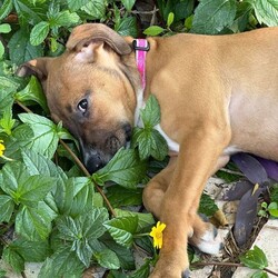Adopt a dog:Oleander /Beagle/Female/Baby,Oleander is a 3-month-old, 15 lb female, beagle/hound mix.
Oleander is currently located in South Texas and will be transported. 
Hello! My name is Oleander. I am still a puppy so I get burst of energy throughout the day. I do have my down times when I enjoy laying on the kitchen rug and watching my foster mom cook. I'm such a good dog. Even though I am a puppy, I haven't destroyed a single item in my foster home or yard. My foster mom says I'm a very smart pup and a quick learner. I'm getting the hang of potty training and working on crate training. I have a foster sibling that's a cat. I like her but she likes her space, so I keep my distance. I like to think I am a lot of fun and I'm looking forward to bring some of that fun and joy into your family. 

Our organization only adopts within the United States.

Faith and Hope is a multi-state rescue with locations in Texas, Washington, Oregon, Maryland, and Connecticut. All dogs and cats are rescued from the state of Texas to be transported to Washington, Oregon, Connecticut and Maryland with placement in their adoptive family’s homes. Our $700 adoption fee includes all core vaccinations (DHPP, rabies, spay/neuter, microchip and transportation)

If interested in learning more, please email us at faithandhopeadoptions@gmail.com or fill out our online application.

https://www.faithandhopefoundation.org/adoptionapp

If interested in learning more about our adoptable dogs, cats and adoption process, or our foster home program, please contact us at above email.

Due to the number of requests that we receive on our cats, kittens, puppies and dogs, please be advised that all adoption applications are processed in the order received. Once we send you an application, your place in line does not get reserved until your application is returned to us.